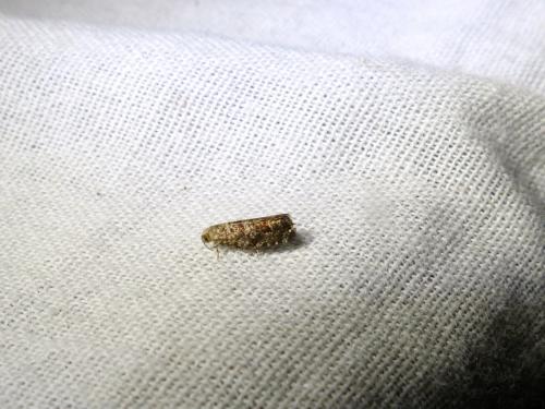 Epinotia nanana